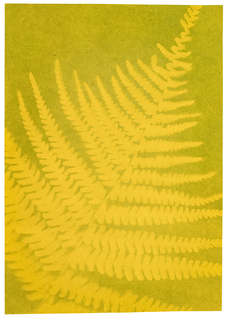 PhänoMINT: Buntes Sonnendruckpapier
