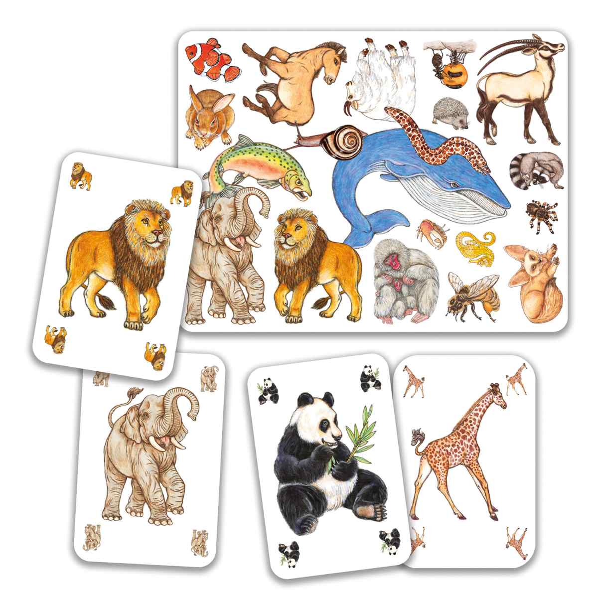 Kartenspiel: Zanimatch (ab 5 Jahren)